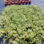 Zimozeleň väčšia (Vinca major)  ´VARIEGATA´ ∅ 30-50 cm, kont. C1.5L 